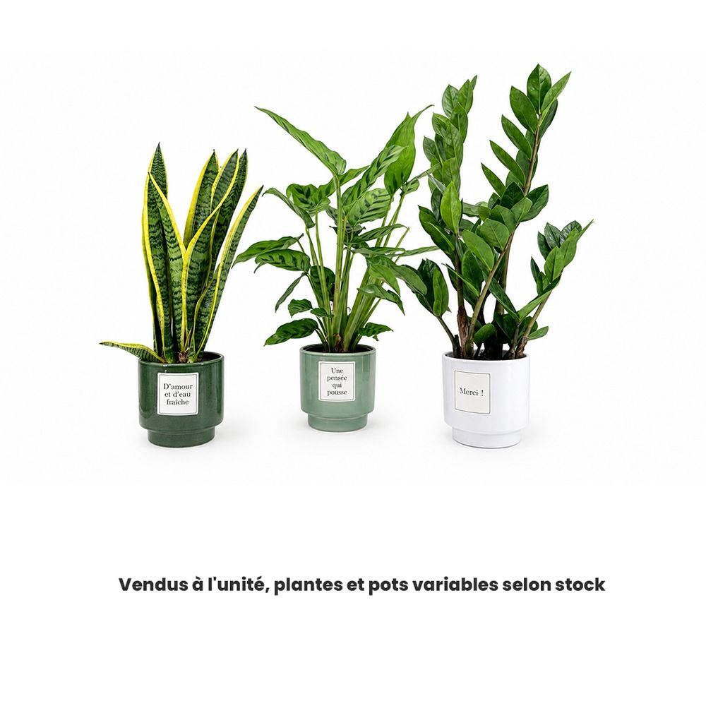 Plante verte, variétés variables : pot message D.13cm