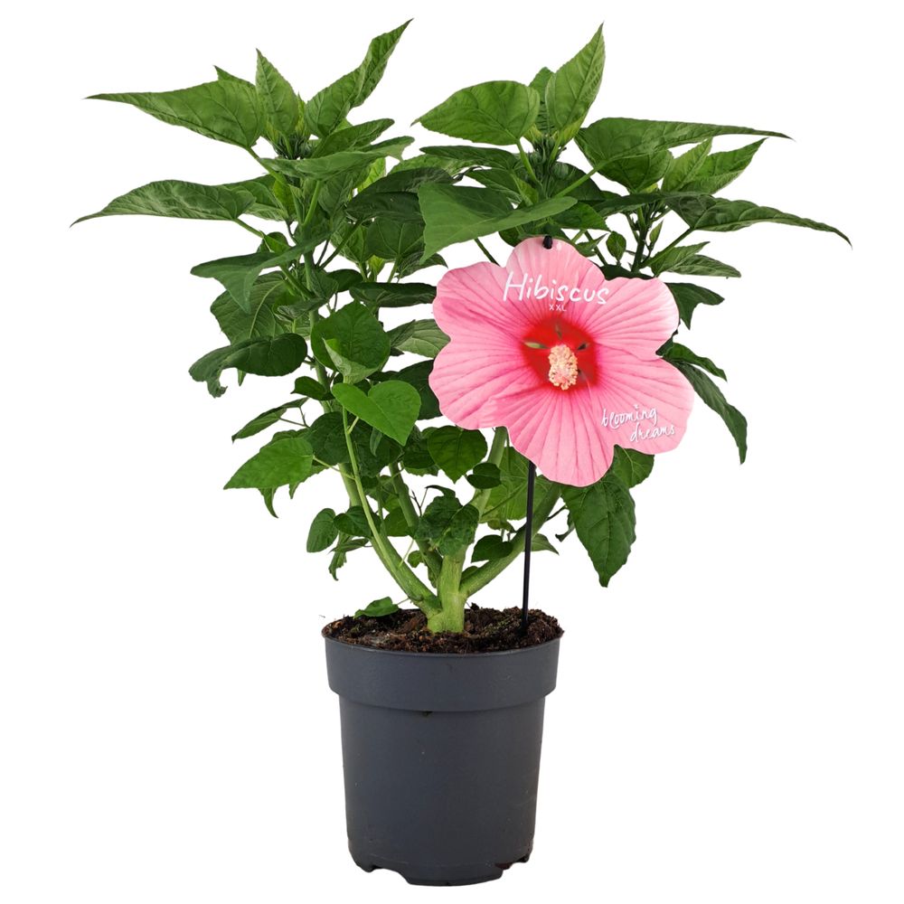 Hibiscus moscheutos XXL, coloris variables : pot D.17cm