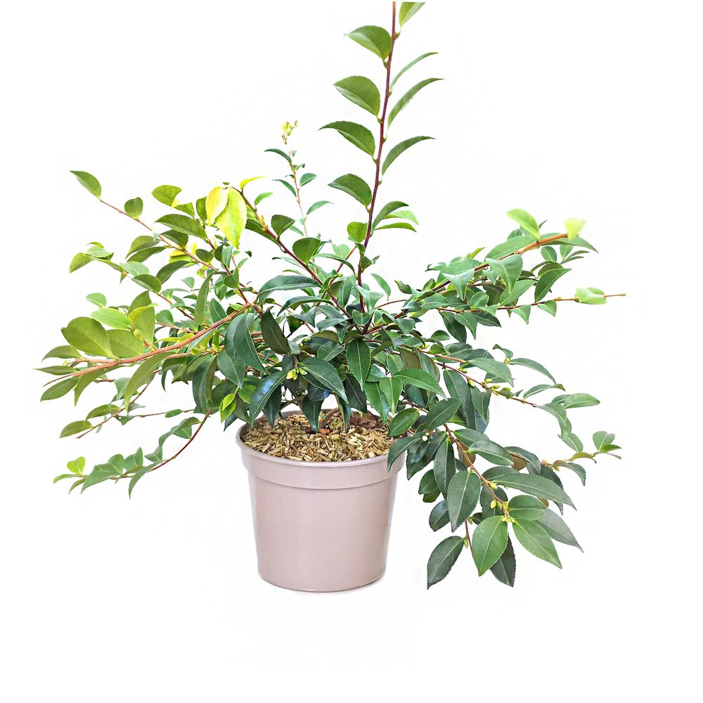 Camelia 'Sweet Emily Kate' : pot 3/4L