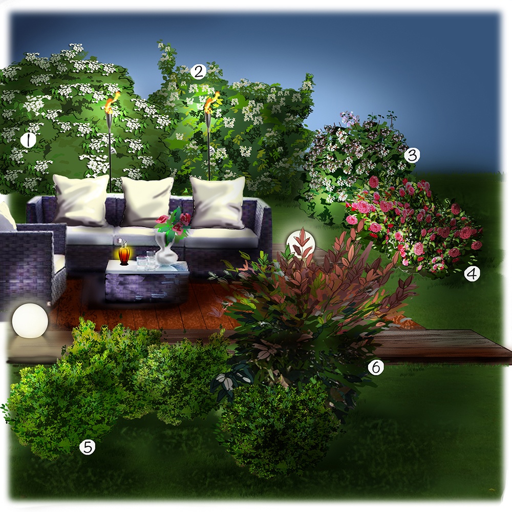 Les arbustes de la terrasse 