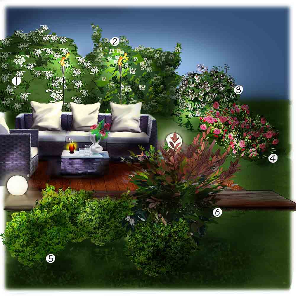 Les arbustes de la terrasse 