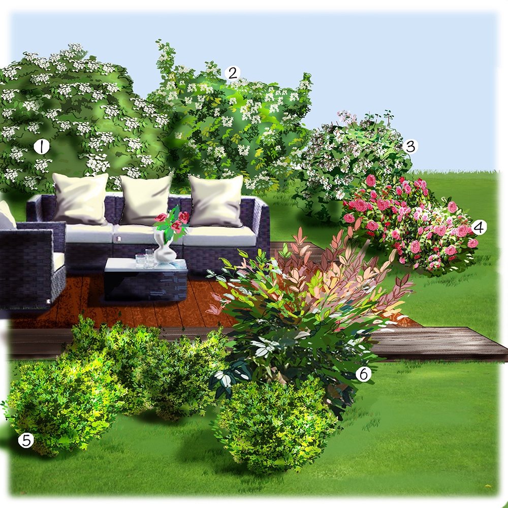 Les arbustes de la terrasse