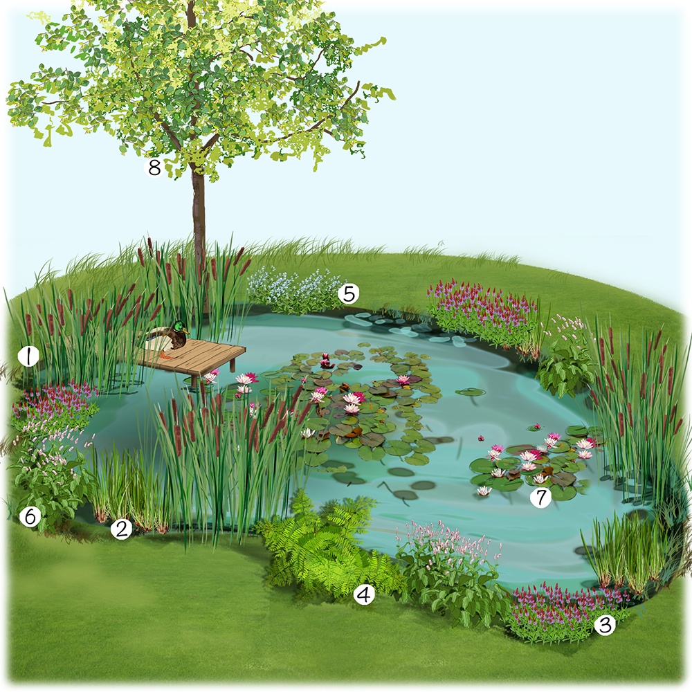 Installer un bassin naturel au jardin