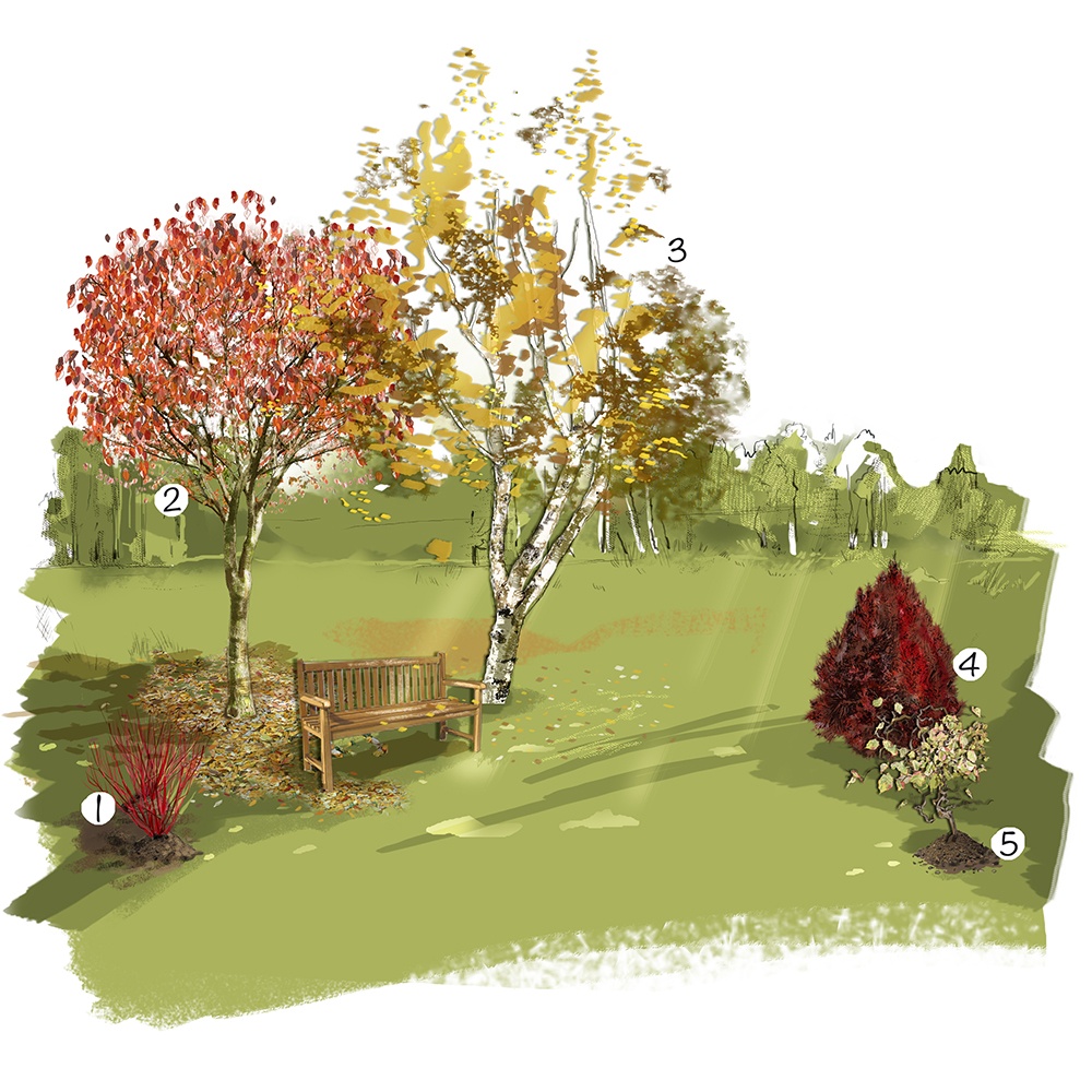 Bois colorés au jardin