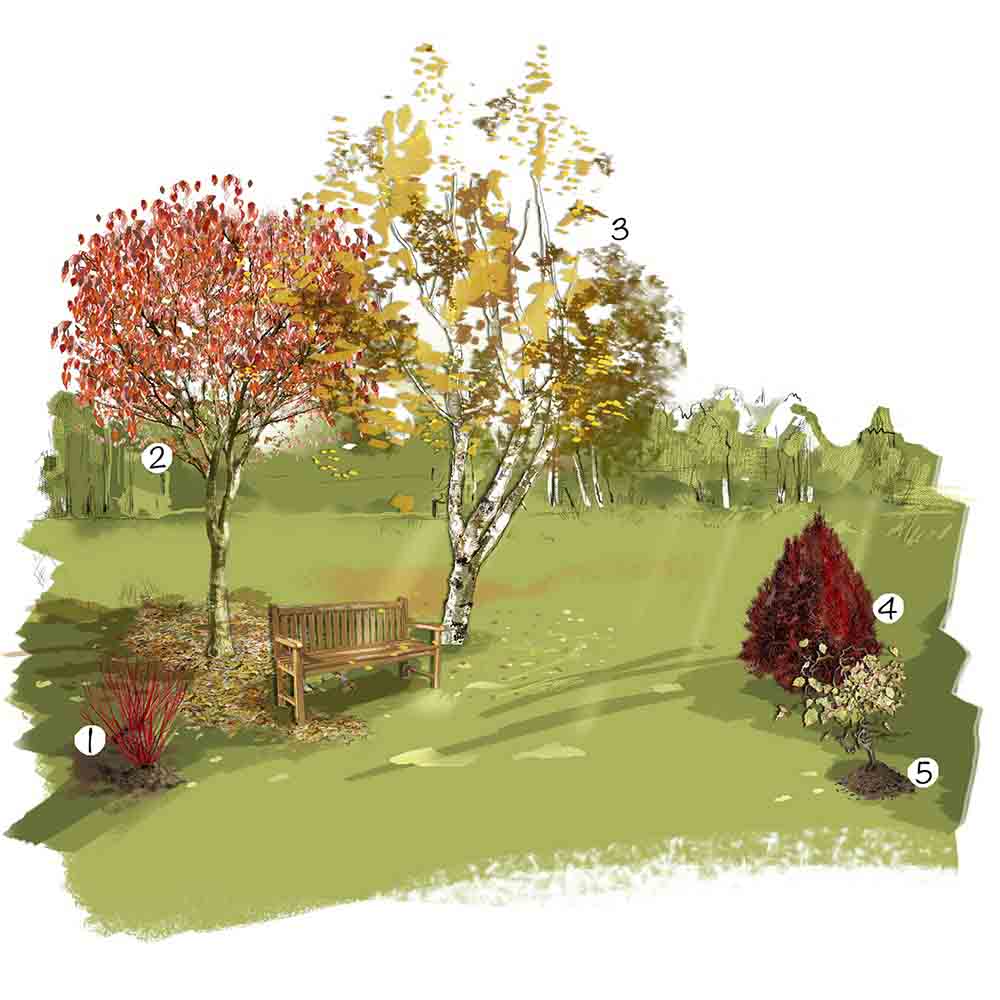 Bois colorés au jardin