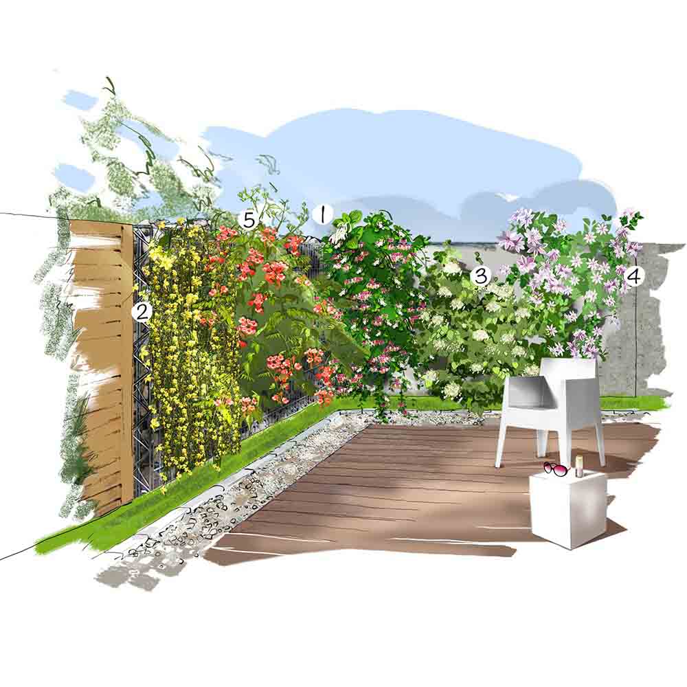 Clématite et compagnie