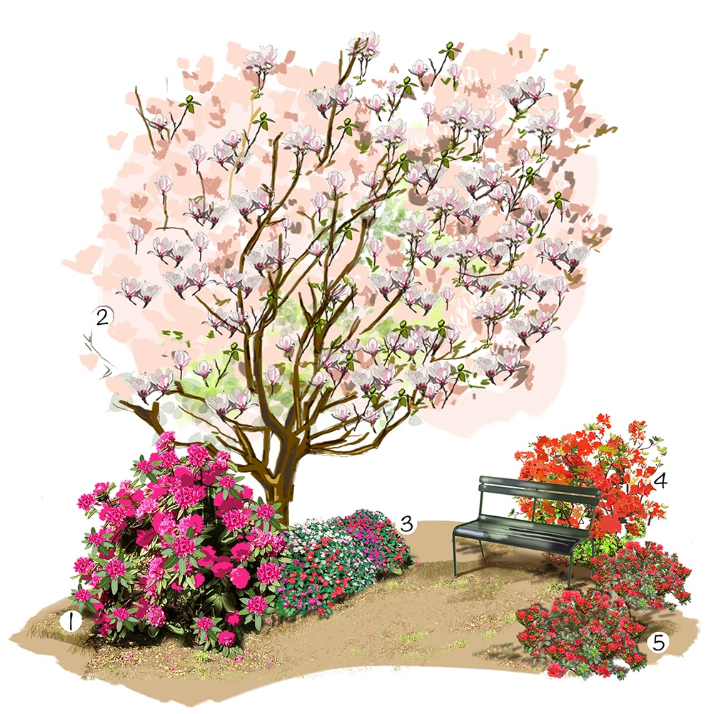 Collection d'azalées et rhododendrons au jardin