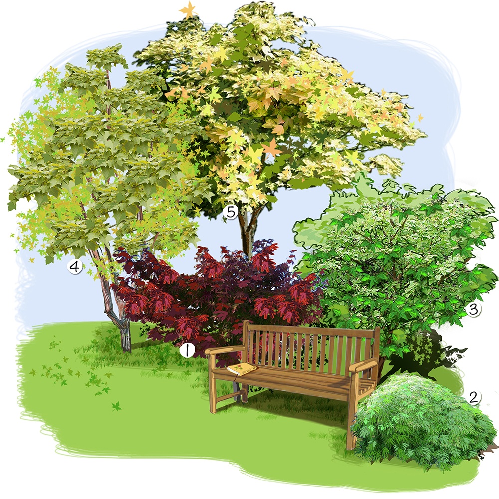 Collection d'érables ai jardin