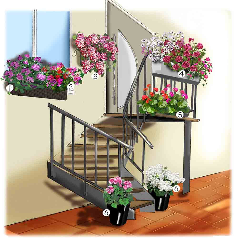 Collection de géraniums au jardin