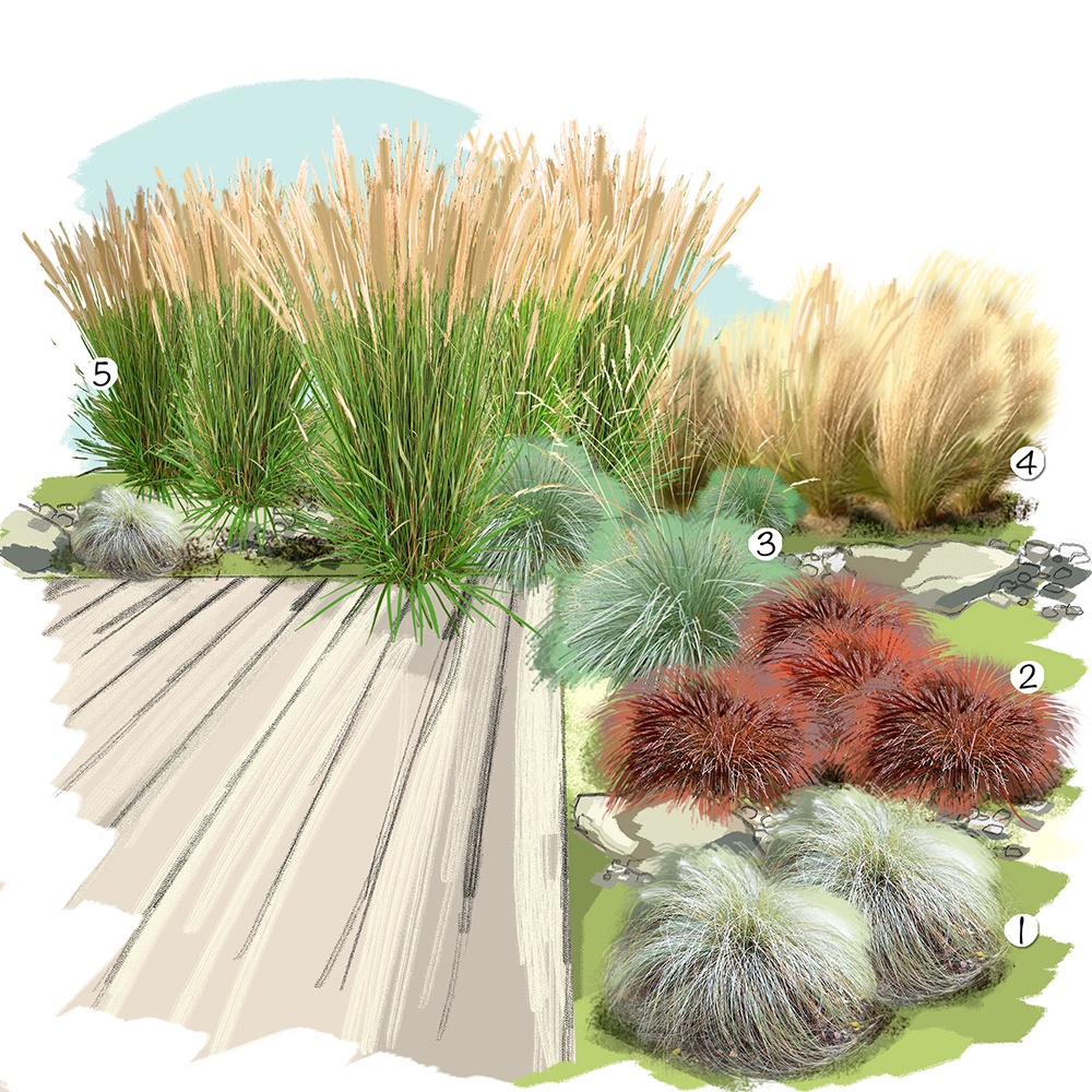 Collection de graminées