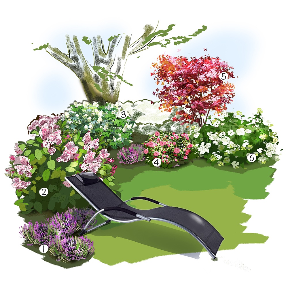 Collection d'Hortensia au jardin