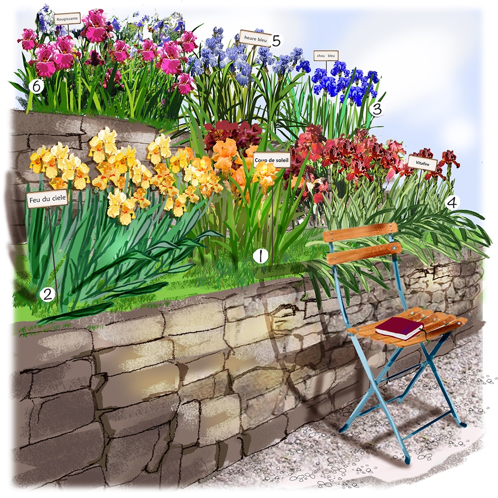 Collection d'iris au jardin