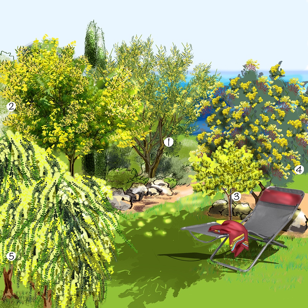 Collection de mimosas au jardin