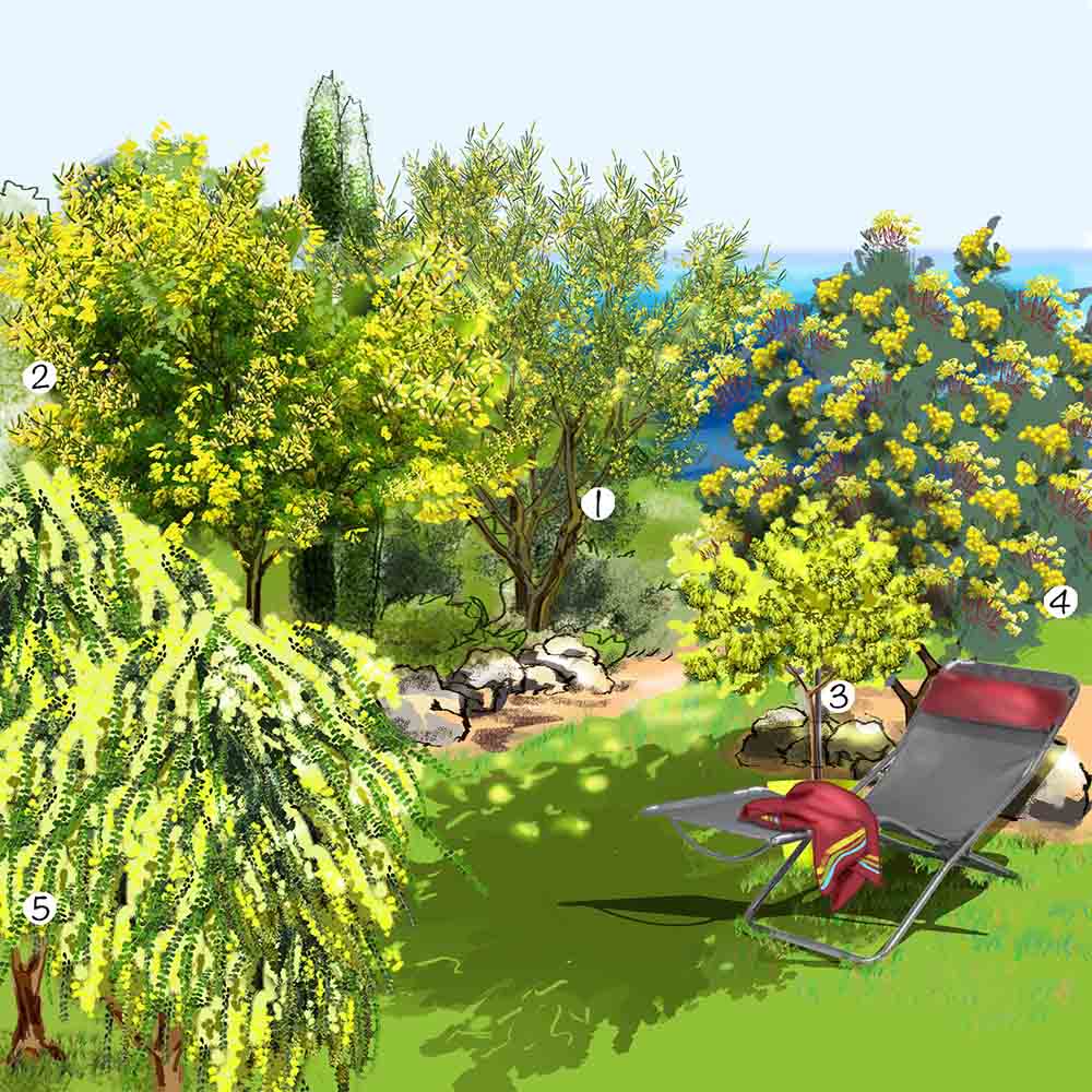 Collection de mimosas au jardin