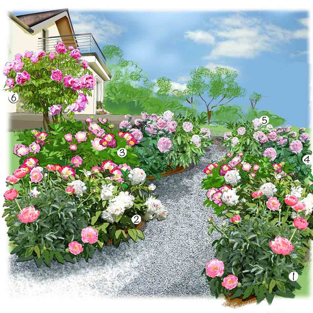 Une collection de pivoine au jardin