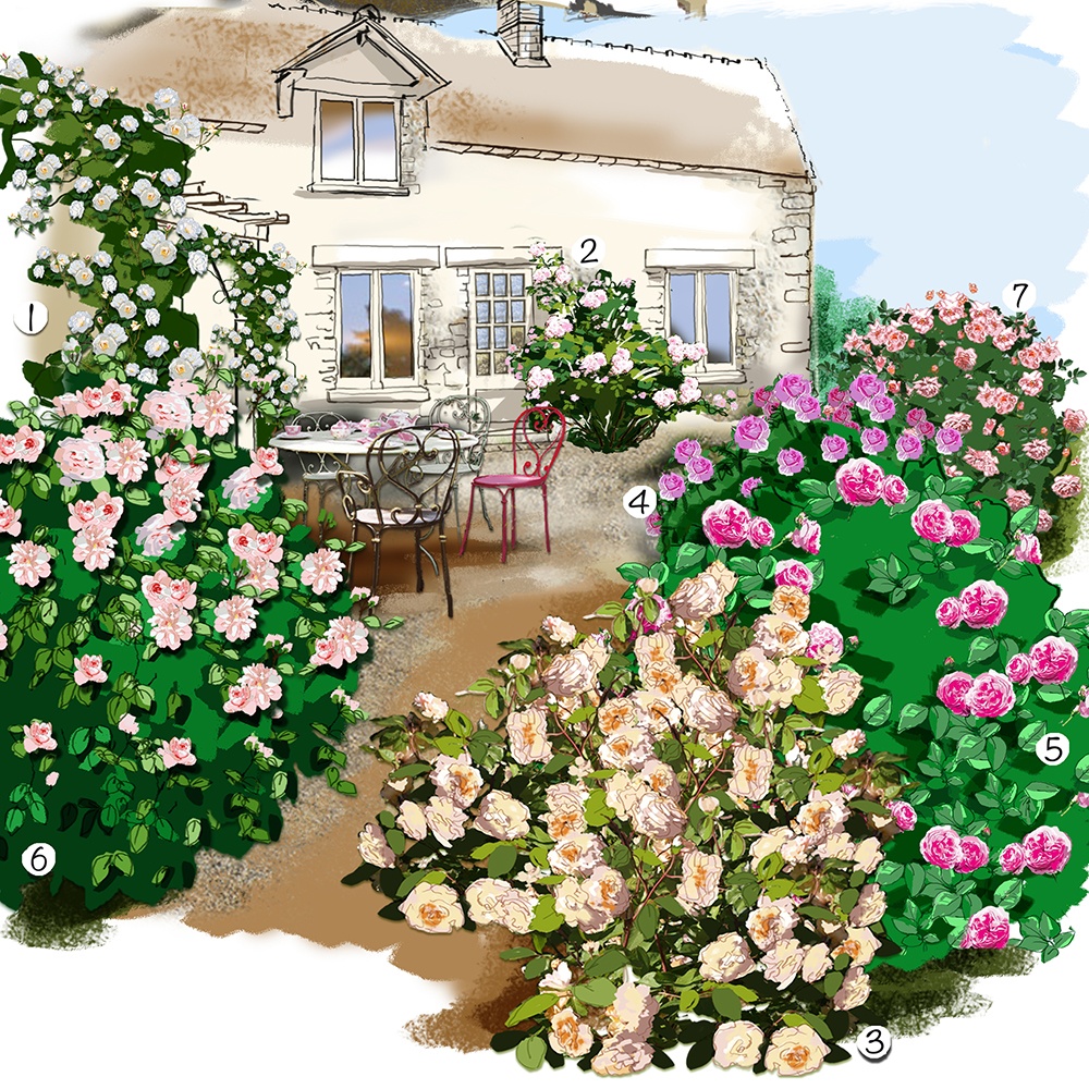 Collection de roses anciennes au jardin