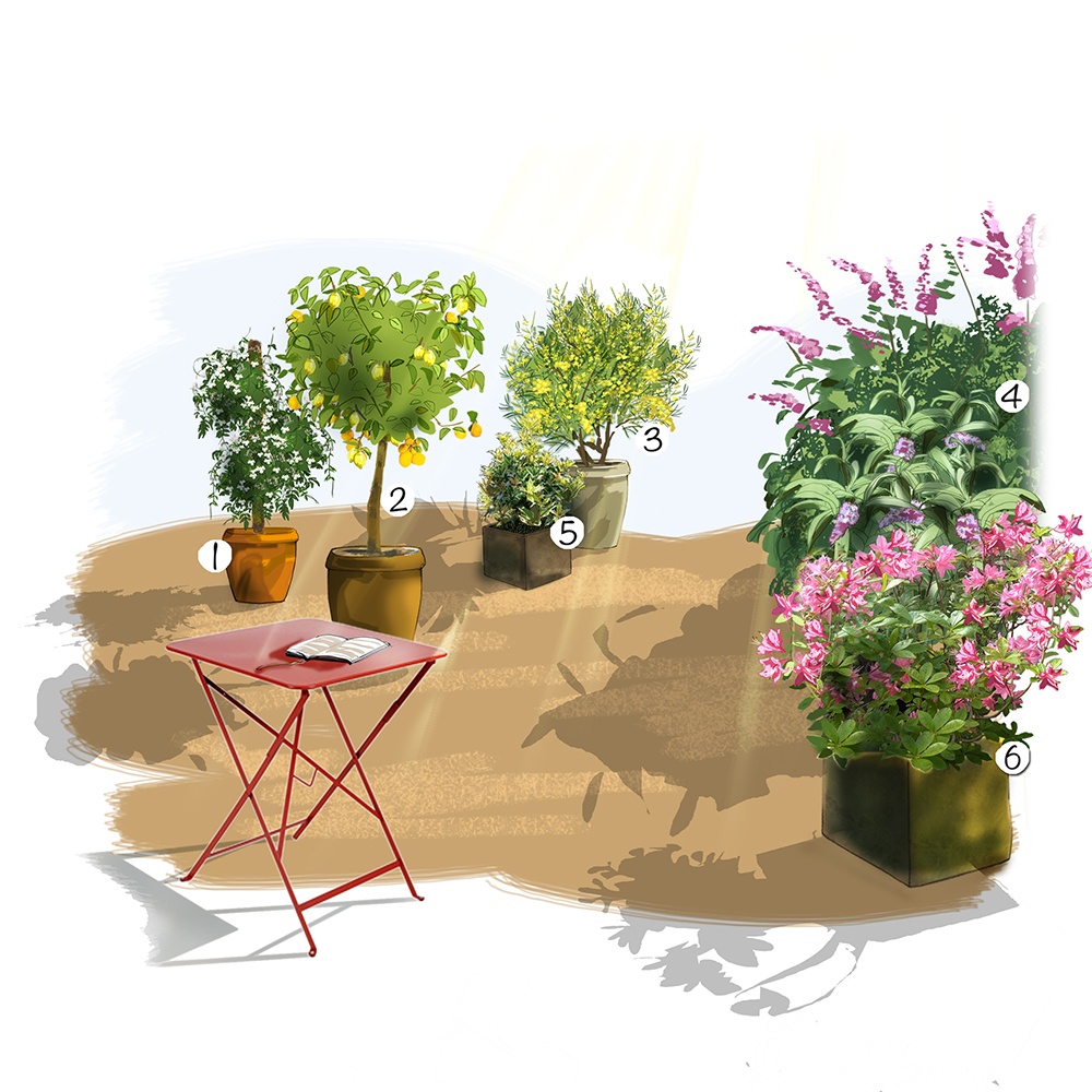 Fleurs parfumées au jardin