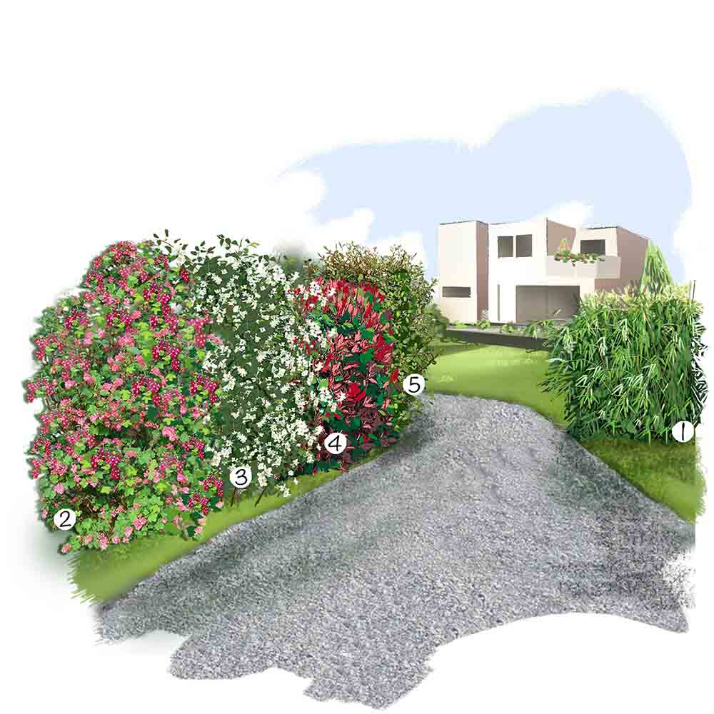 Haies libres au jardin