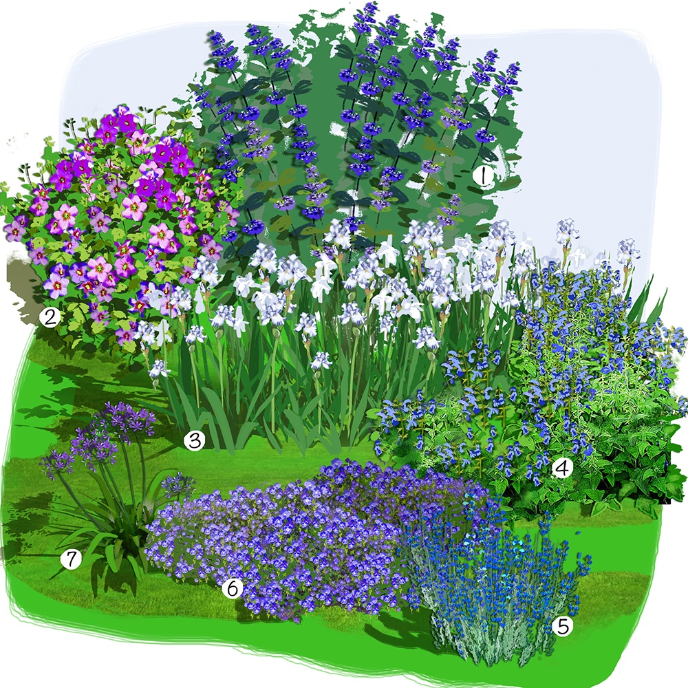 Jardin bleu, blanc et pourpre 