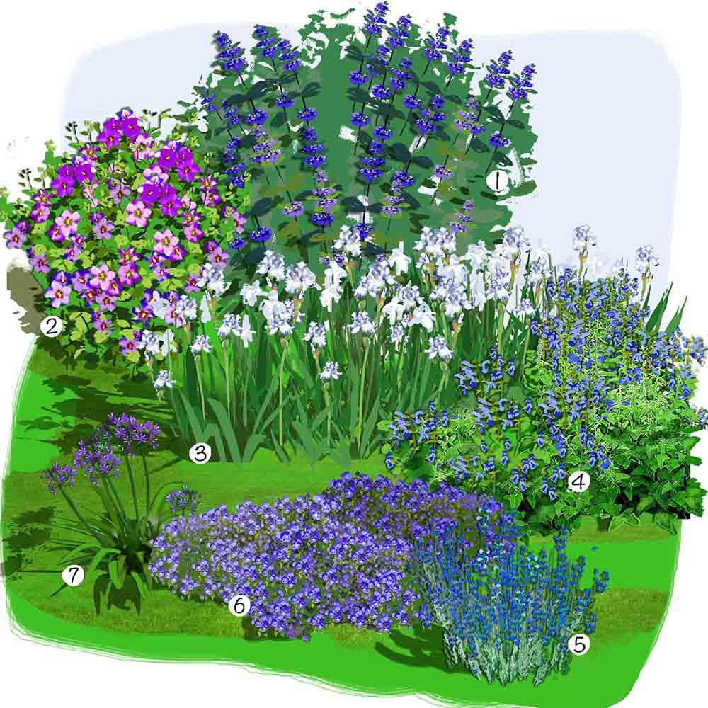 Jardin bleu, blanc et pourpre 