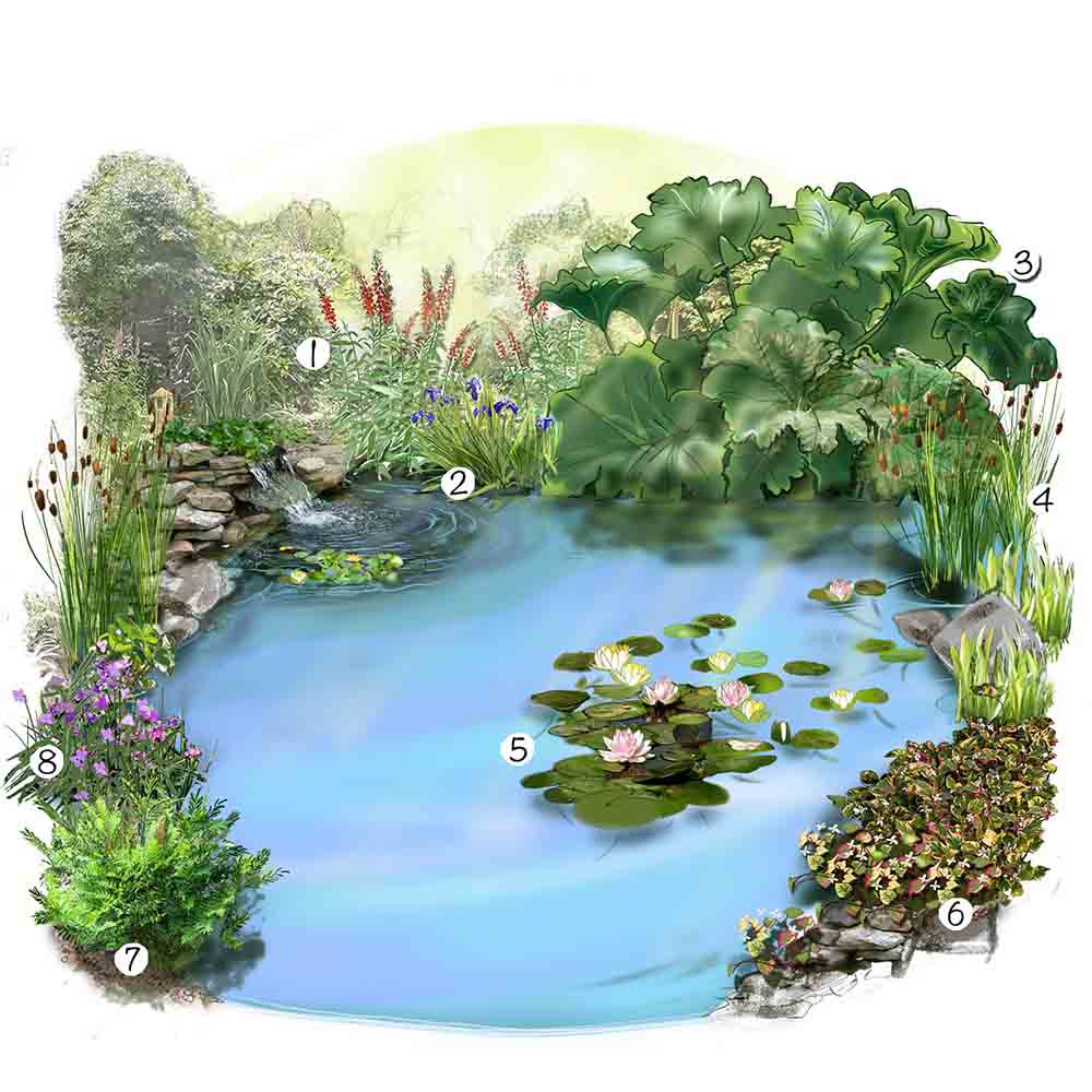 Aménager un jardin d'eau