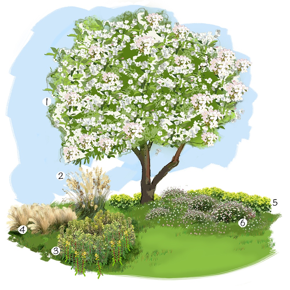 Jardin spontané au jardin