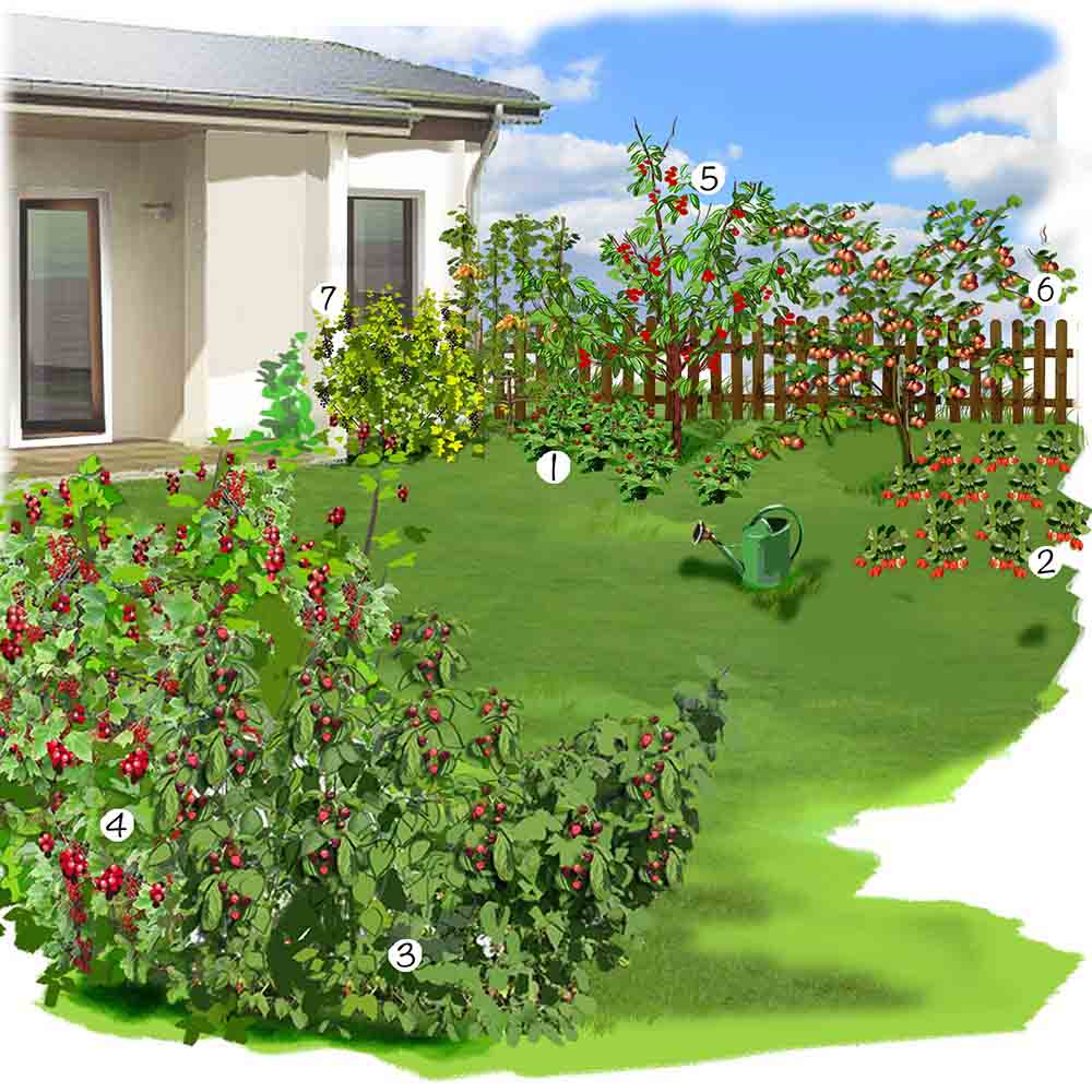 Petit jardin et ses fruits