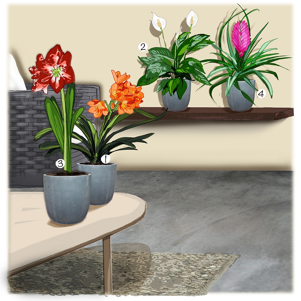 Plantes fleuries de maison