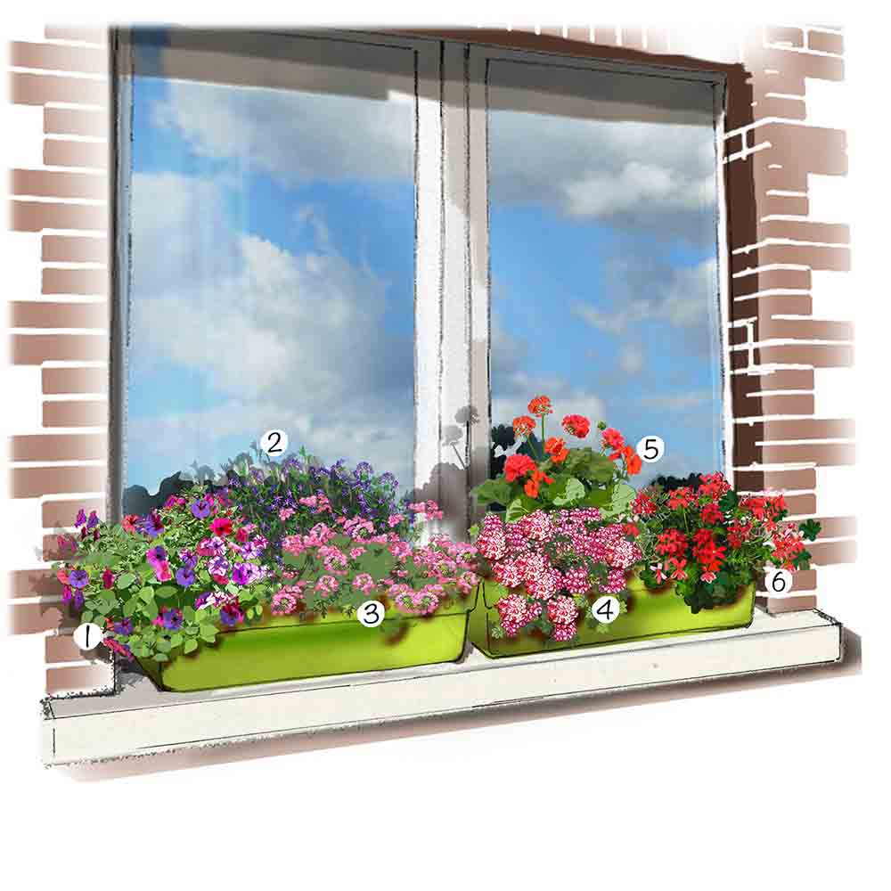 Comment planter sur le bord des fenêtres