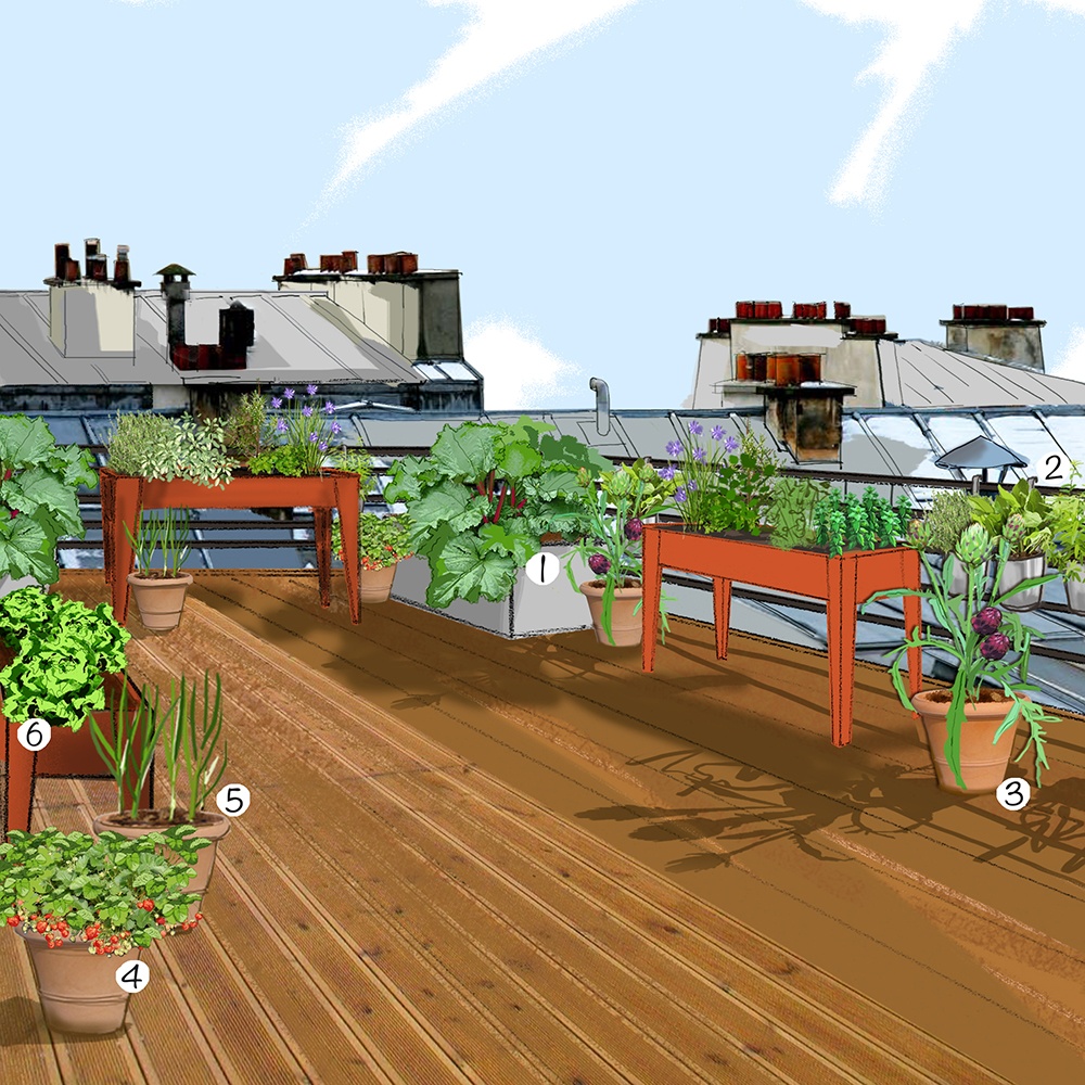 Potager urbain au jardin