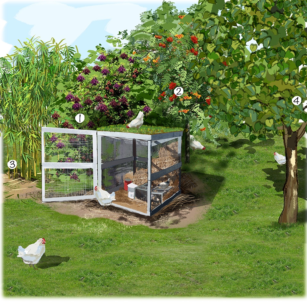 Installer un poulailler dans un jardin