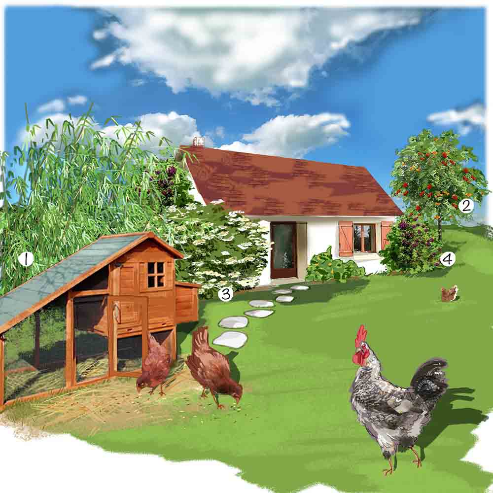 Elever des poules dans un jardin