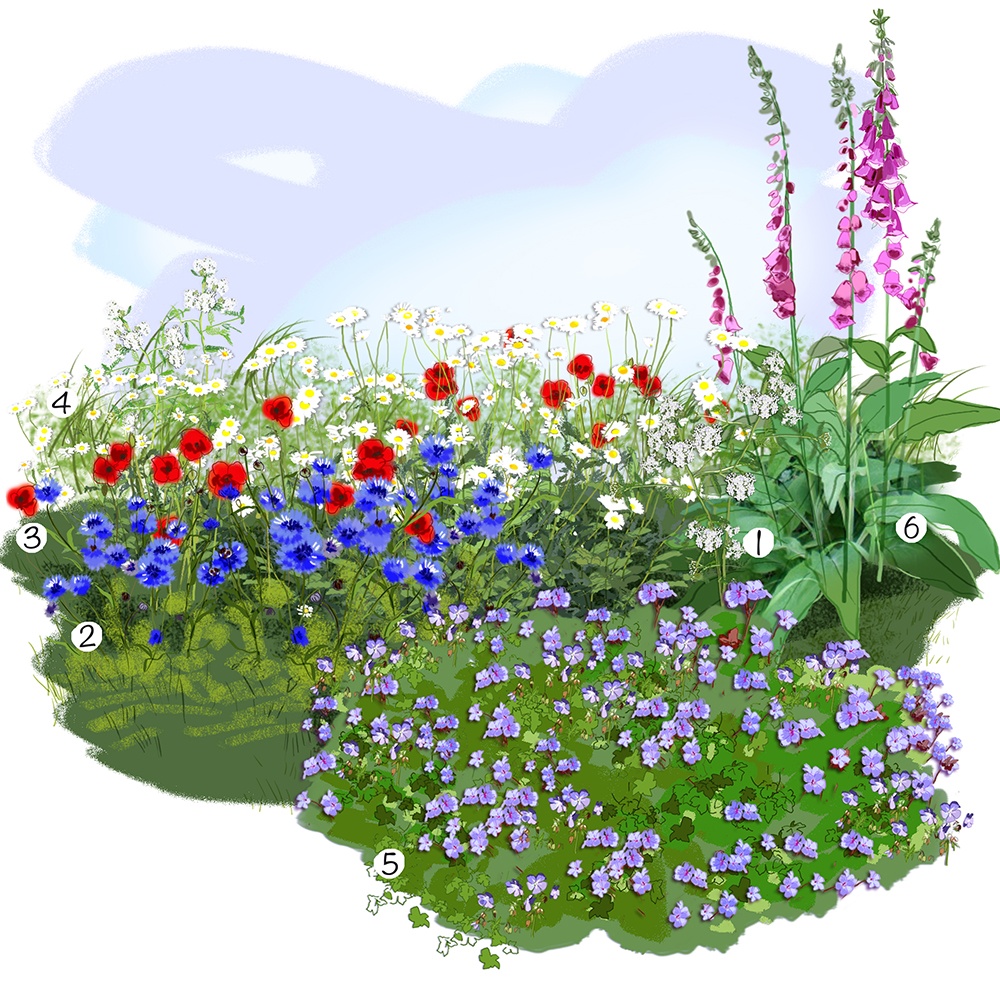 Prairie fleurie au jardin