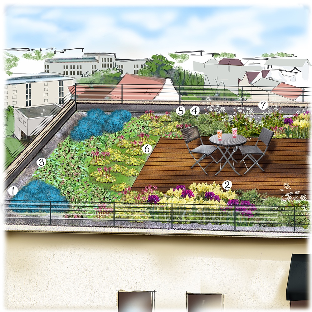 Toiture végétalisée