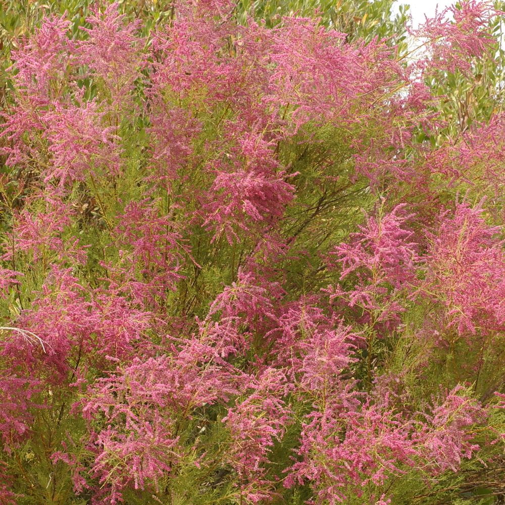 Tamaris D'été 'Rubra' (Tamarix Ramosissima) - Arbuste Caduc à Fleurs Roses-rouges - Conteneur 3-4 Litres, Résistant Aux Embruns