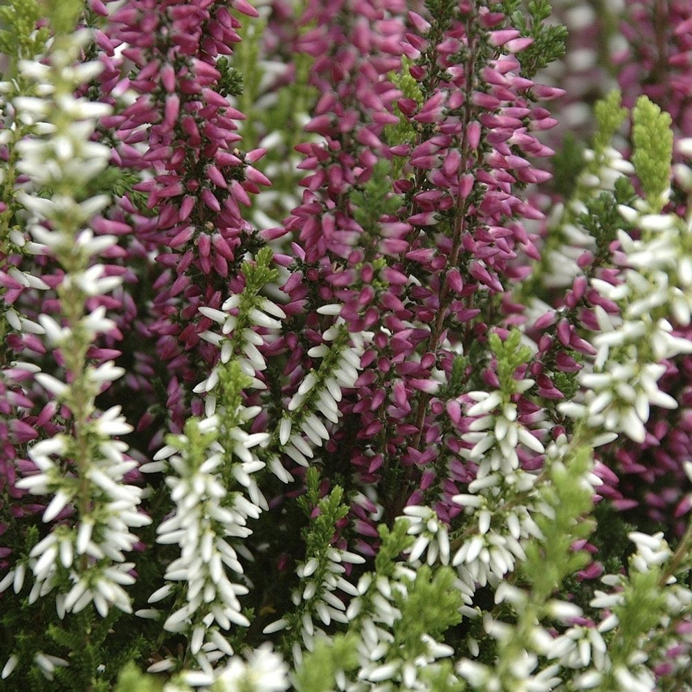 Calluna : conteneur de 1 L | Truffaut