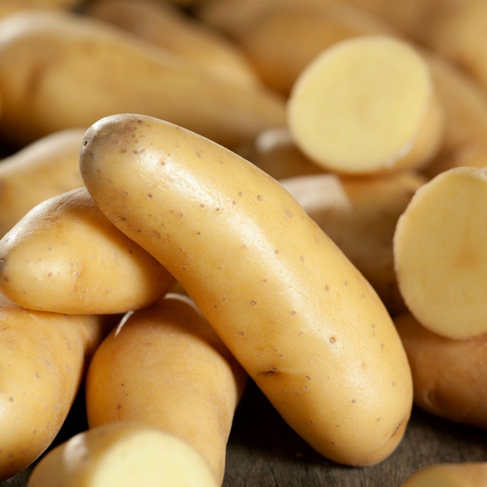 Plants de pommes de terre 'Ratte' en filet x10 Truffaut | Truffaut