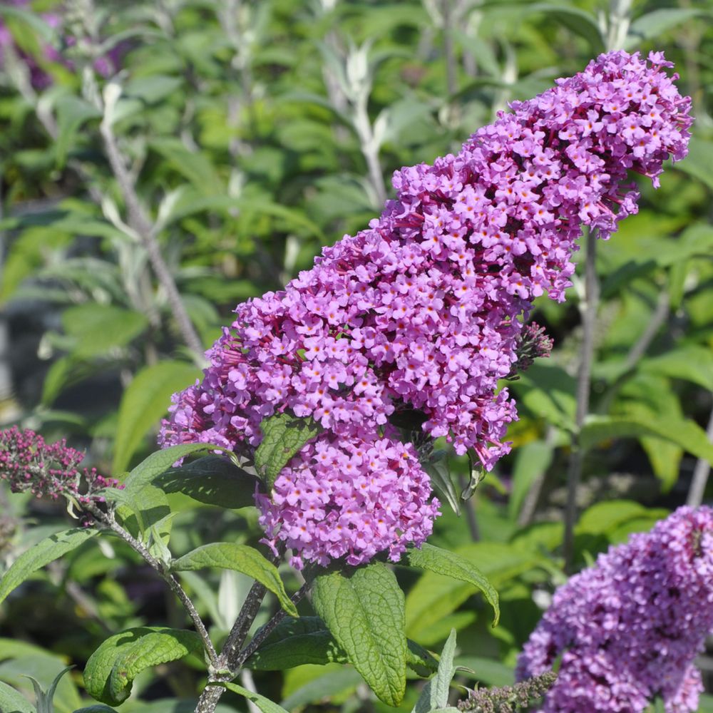 Buddleia pot 4L | Truffaut