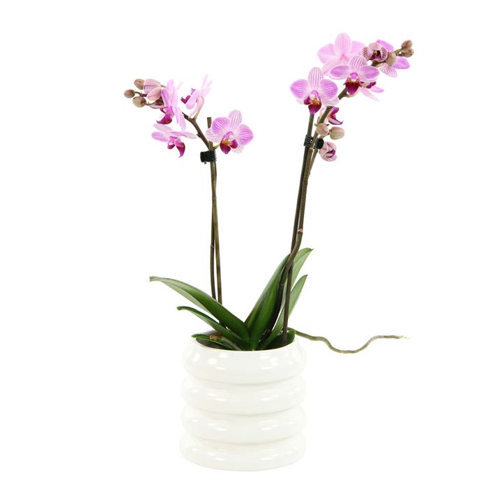 Orchidées Colibri Orchidée Phalaenopsis Rouge Jaune - Espagne En Pot Déco Rétro Terre Cuite Taille Du Pot 9cm 45cm De Haut 91784296 Orchidées Colibri Orchidée Phalaenopsis Rouge Jaune - Espagne En Pot Déco Rétro Terre Cuite Taille Du Pot 9cm 45cm De Haut 91784296
