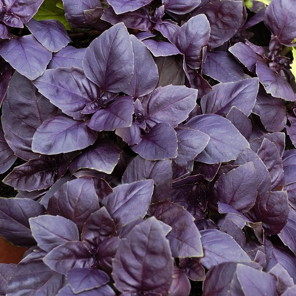 Plant de Basilic pourpre 'Red Rubin' - Pot 1L | Truffaut
