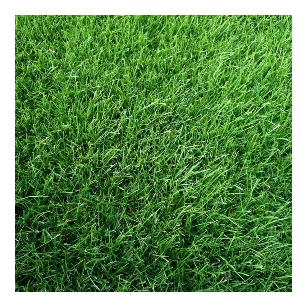 Gazon anglais 10m², Rouleau prêt à poser 2mx0.40m Truffaut