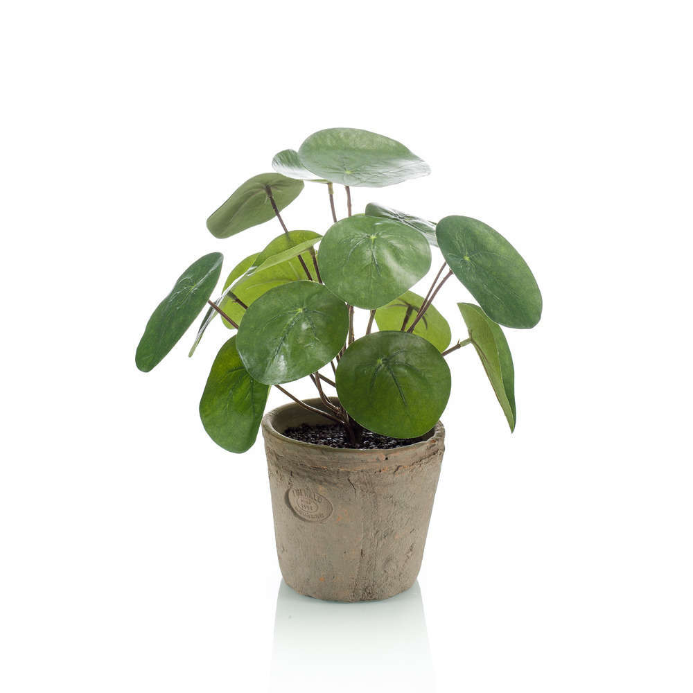 Pot Pilea 25cm Emerald Truffaut