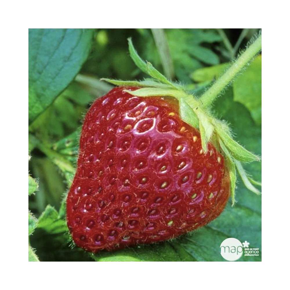 Plant de fraisier 'Cijosée' bio en racines nues Truffaut Jardin — free download