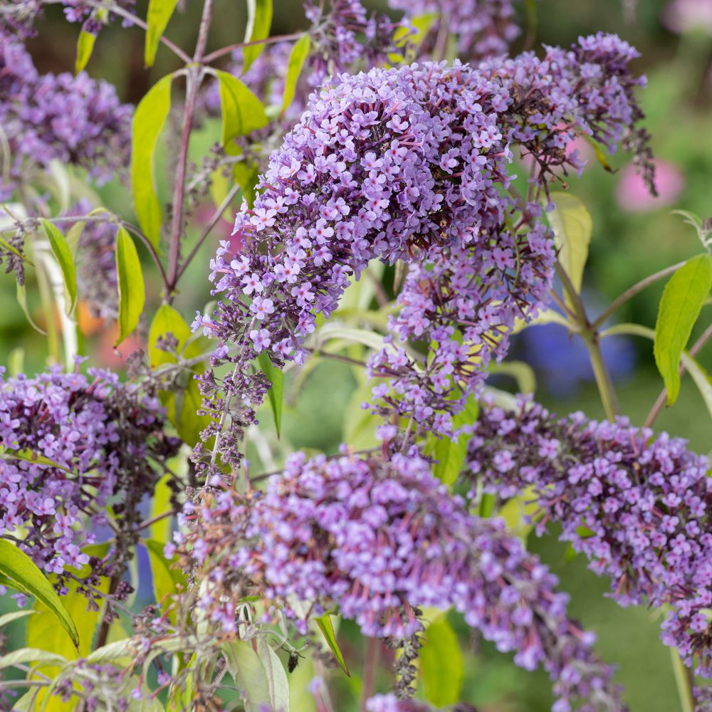 Buddleia, variétés variables - pot 5L | Truffaut