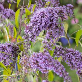 Buddleia Pot Buddleia : pot de 3L | Truffaut