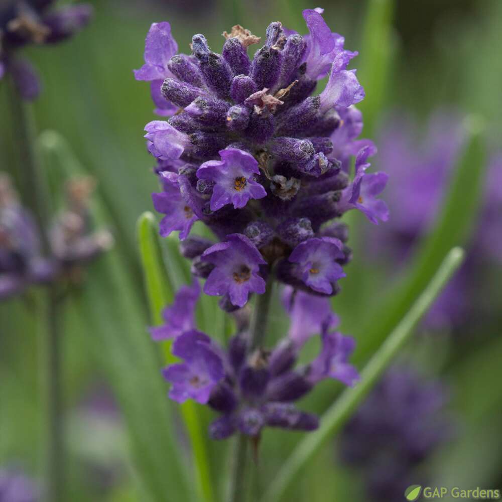 Lavande Aromatica Blue Truffaut Truffaut