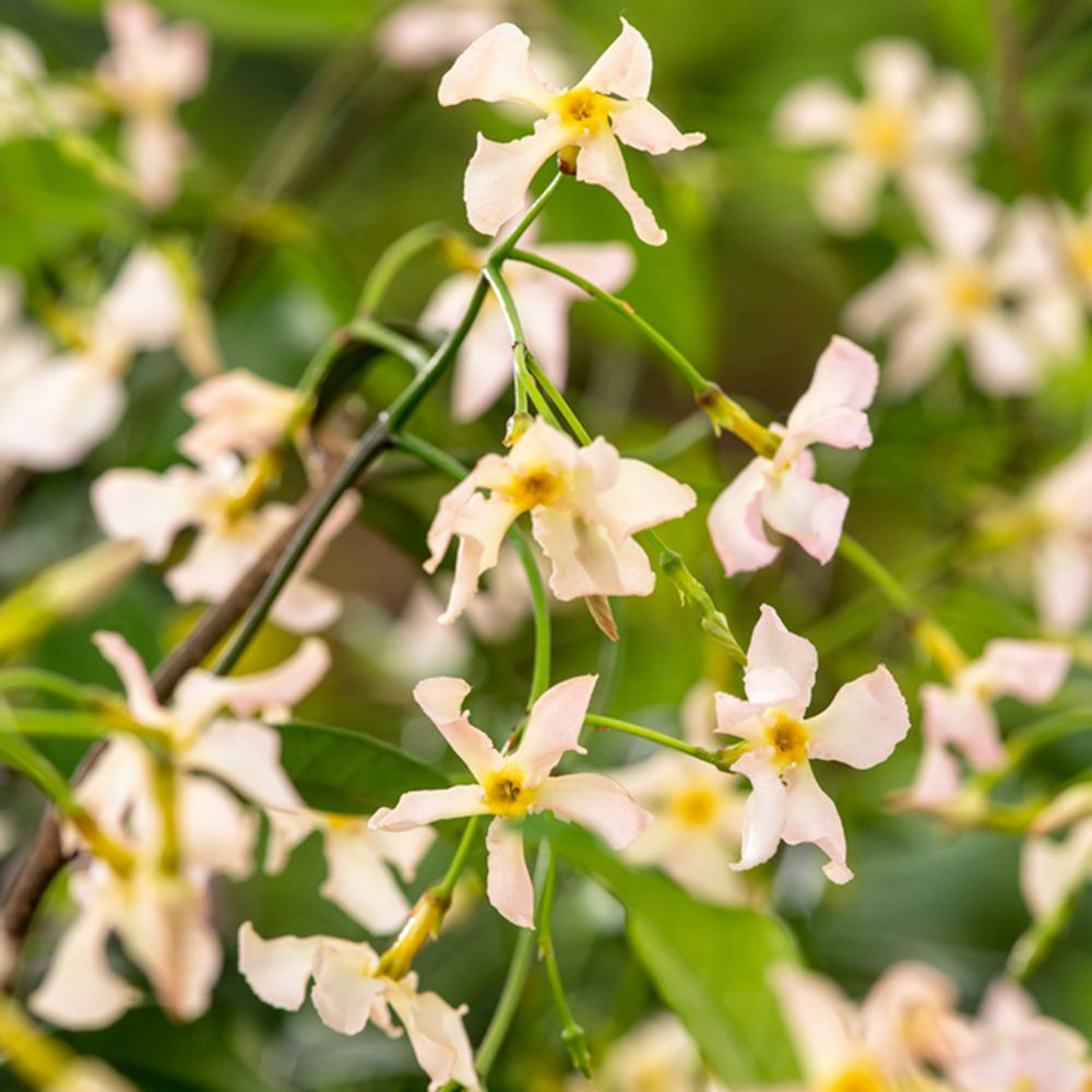 Jasmin Étoilé Pink Showers Godet - Plante Grimpante Parfumée Fleurs Roses