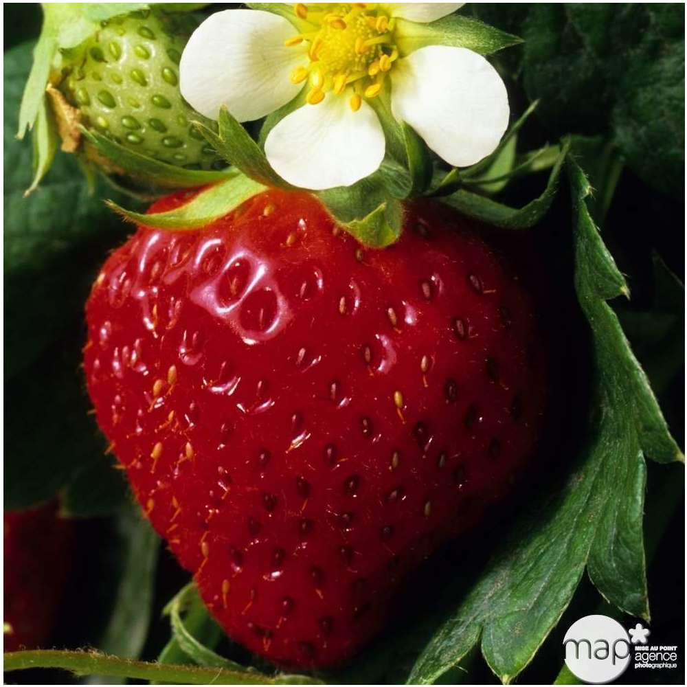 Plant de fraisier 'Charlotte' bio en racines nues Truffaut Jardin — free download