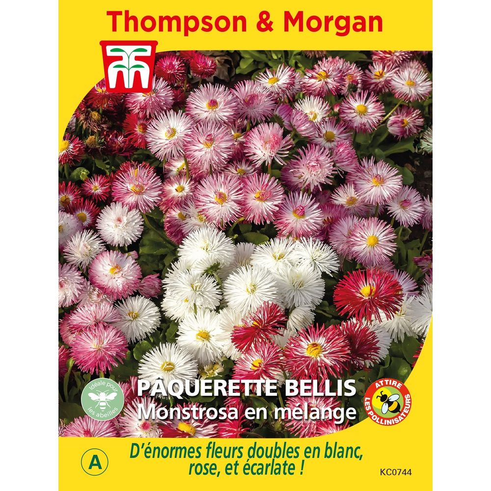Graines Pâquerette Des Prés Sauvage - Sachet 0,2g - Plante Vivace à Fleurs Blanches - Pour Jardin Et Pot