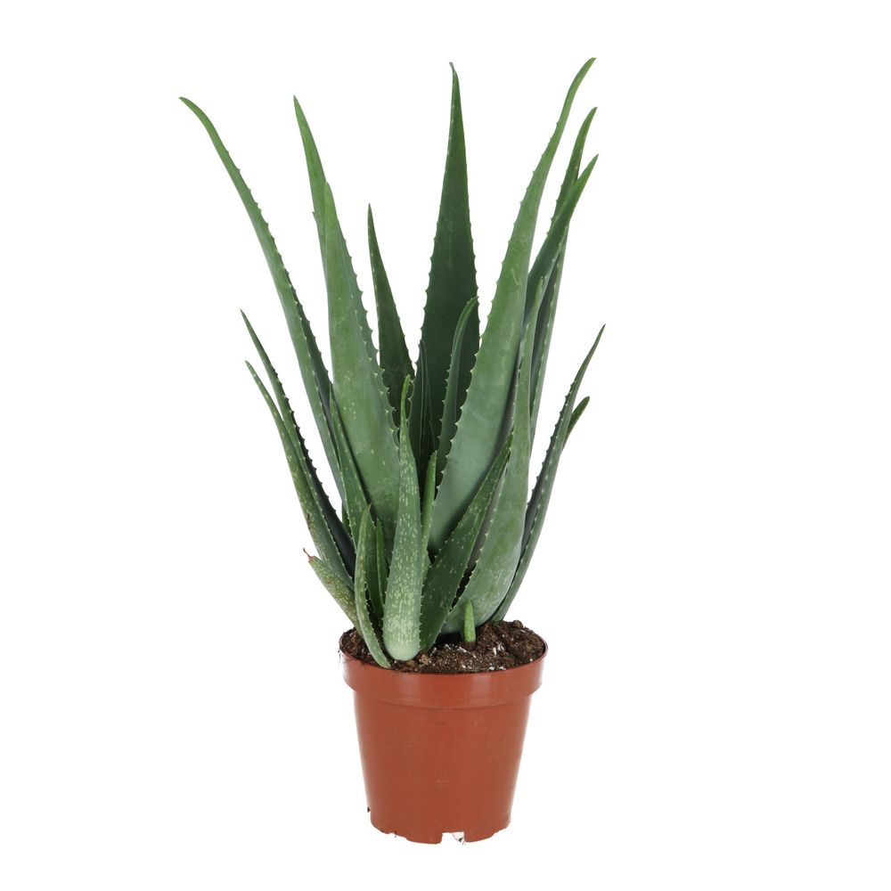 Sitemapcdatahttpwweinfbizidaloe Vera Truffaut